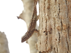 Sceloporus albiventris