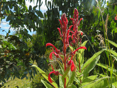 Lobelia tupa
