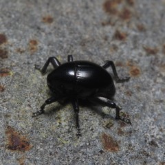 Trigonopterus