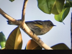 Setophaga coronata