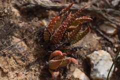 Tulista pumila