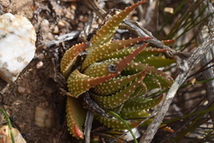 Tulista pumila