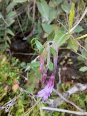 Epilobium denticulatum