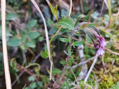 Epilobium denticulatum