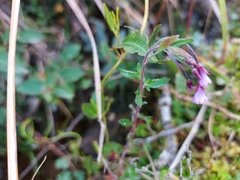 Epilobium denticulatum