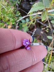Epilobium denticulatum