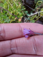 Epilobium denticulatum