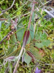 Epilobium denticulatum