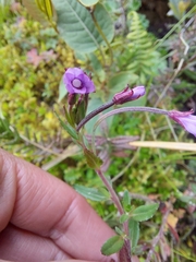 Epilobium denticulatum