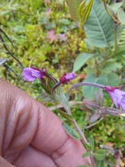 Epilobium denticulatum