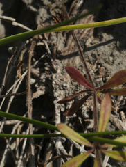 Galium humifusum
