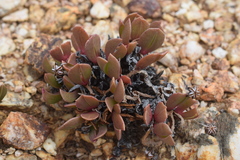 Acrodon purpureostylus