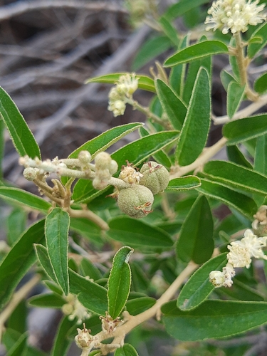 Croton curiosus