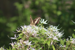 Heraclides ornythion