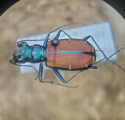 Splendid Tiger Beetle photo 2