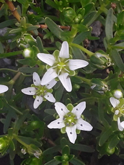 Arenaria serpens