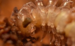 Polydesmus coriaceus