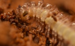 Polydesmus coriaceus