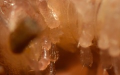 Polydesmus coriaceus