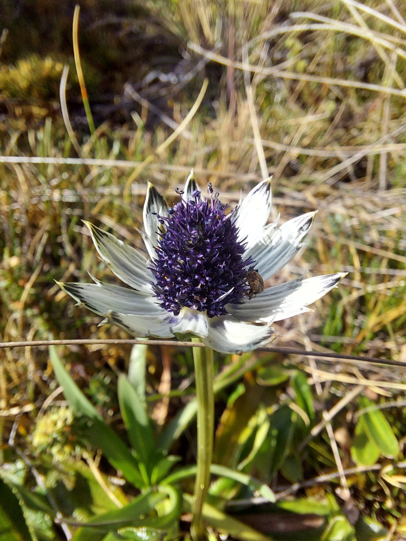 Apiaceae image