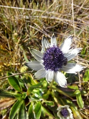 Eryngium humile image