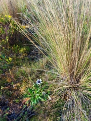 Eryngium humile image