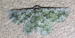 Aeolochroma hypochromaria