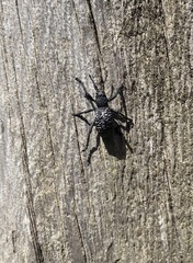 Aegorhinus superciliosus