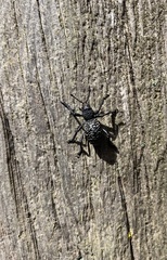 Aegorhinus superciliosus