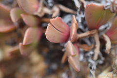 Acrodon purpureostylus