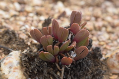 Acrodon purpureostylus