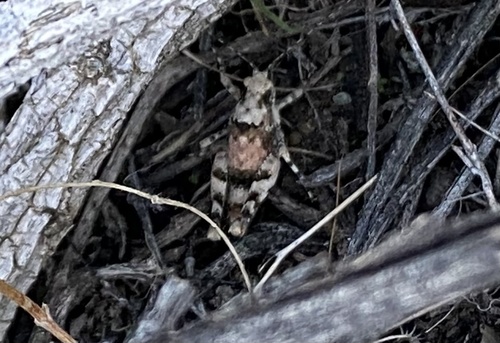 iNaturalist observation photo of Desert Long-horned Grasshopper