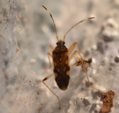Ozophora burmeisteri