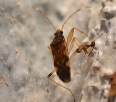 Ozophora burmeisteri