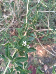 Lippia turbinata