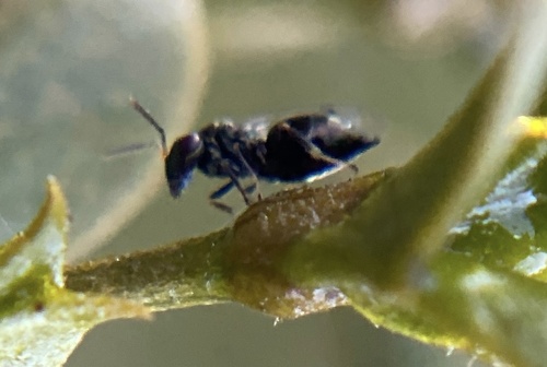 iNaturalist observation photo of Chalcidoid Wasps