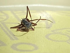 Polyrhachis bicolor