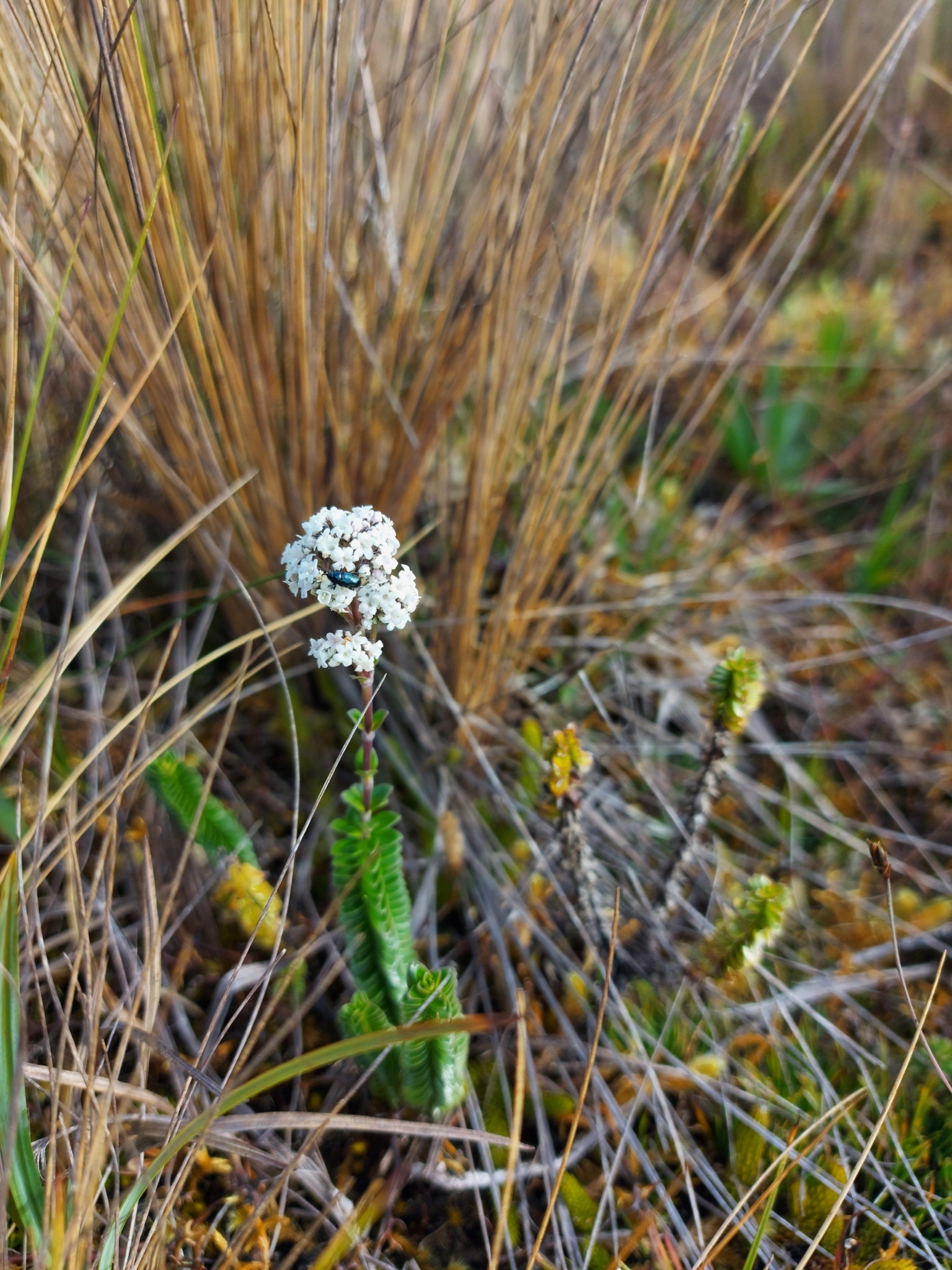 Valeriana microphylla image
