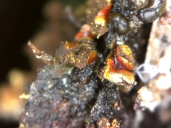 Physarum decipiens