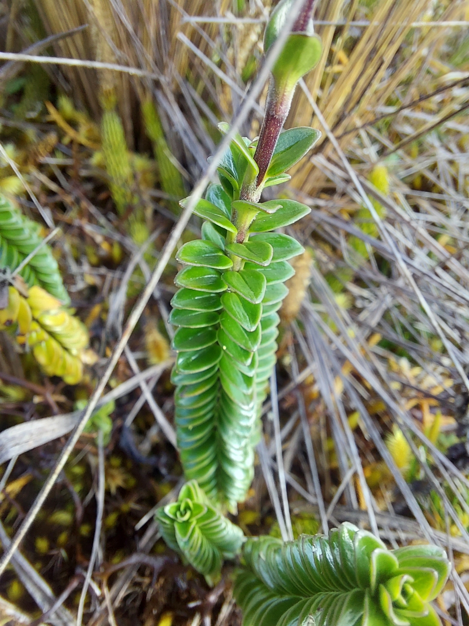 Valeriana image