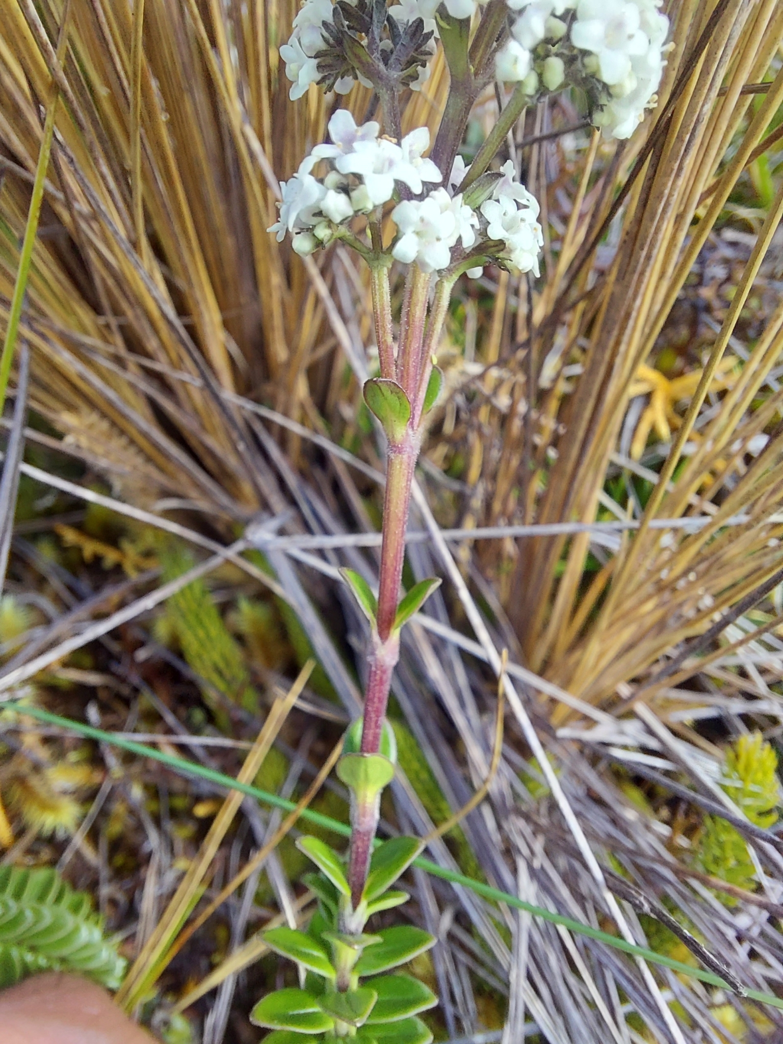 Valeriana microphylla image