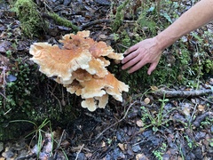 Bondarzewia kirkii