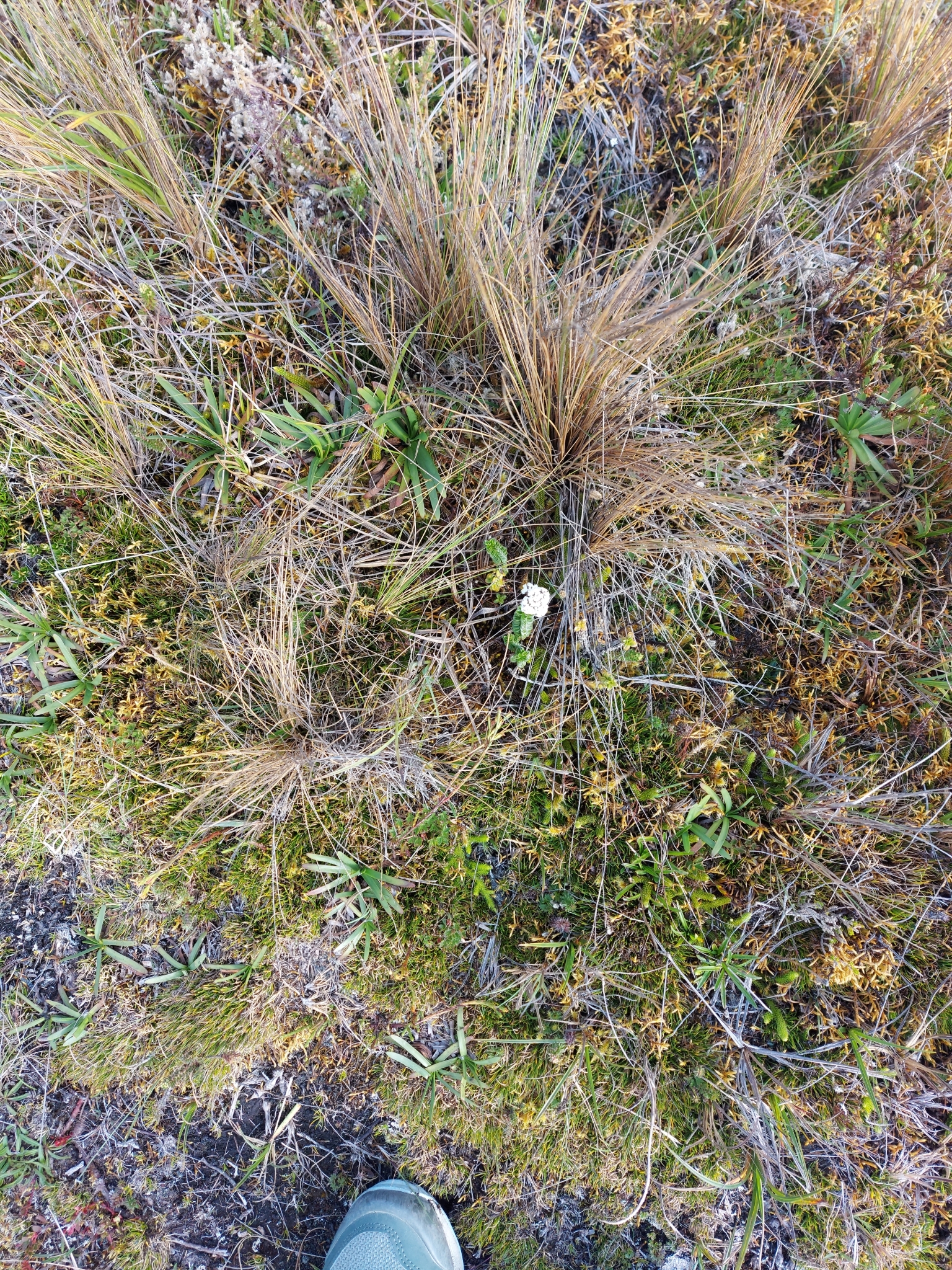 Valeriana image