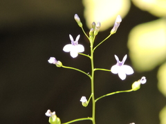 Diastatea