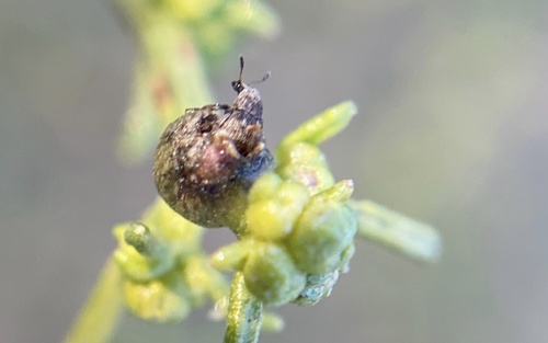 iNaturalist observation photo of Trigonorhinus
