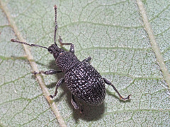 Otiorhynchus pinastri
