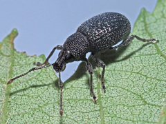 Otiorhynchus pinastri