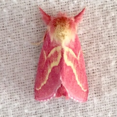 Hyparpax aurora