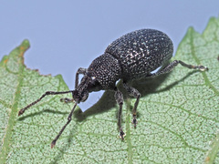 Otiorhynchus pinastri