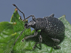 Otiorhynchus pinastri